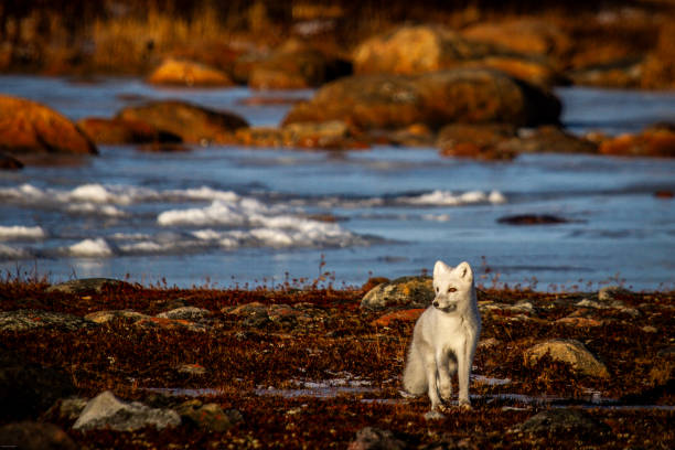 istock Arctic fox walking on a colourful red tundra during moult phase to winter white coat 2189308430
