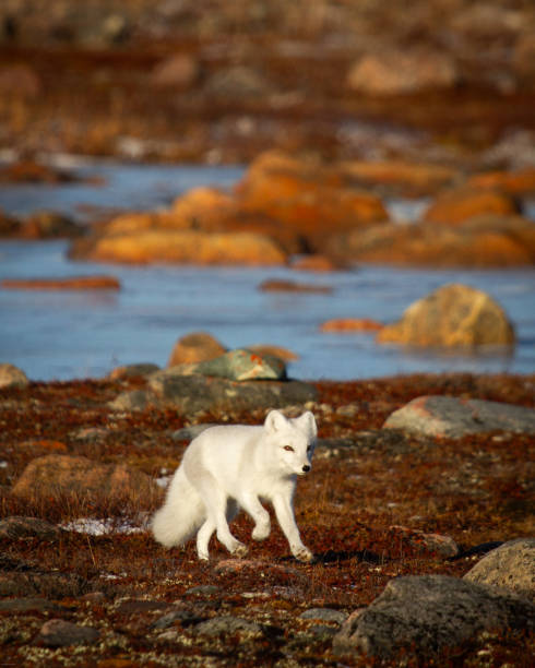 Arctic fox walking on a colourful red tundra during moult phase to winter white coat