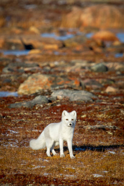 istock Arctic fox walking on a colourful red tundra during moult phase to winter white coat 2189309088