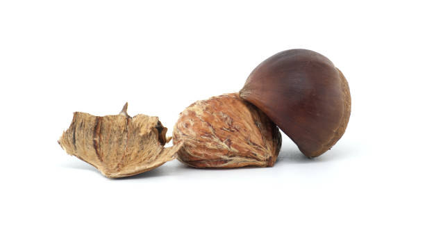 istock Nature's Beauty Macro Chestnut and Shell Isolated on White Background 2189309762