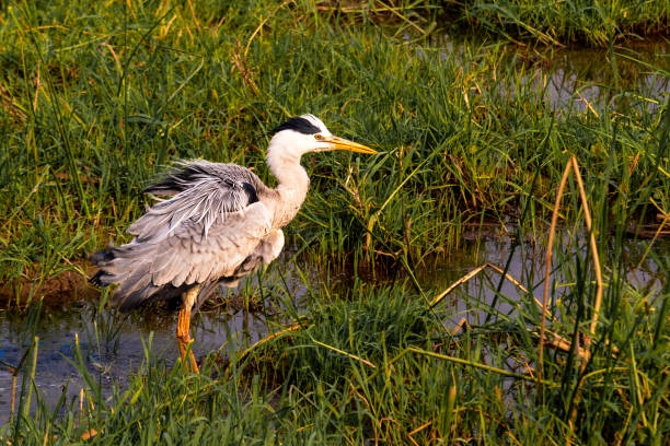One gray heron standing in grassy riverbed.