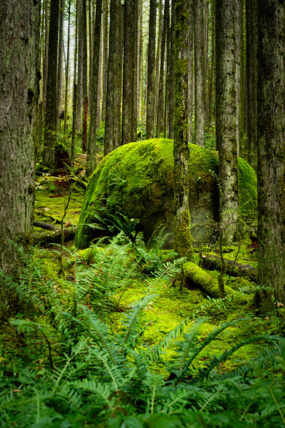 istock Giant mossy rock in the rainforest 2189312067