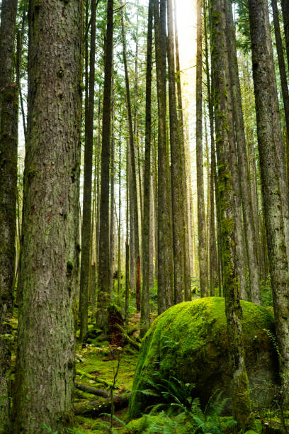 Huge mossy rock in Golden Ears Provincal Park, Vancouver, British Columbia, Canada