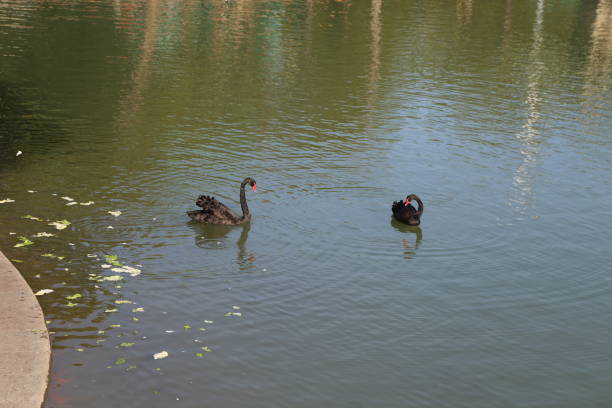 Black swan family, black swan parents lead little swans foraging on the water