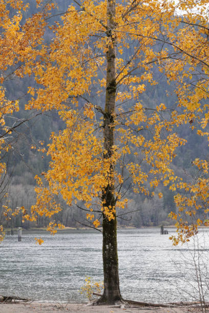 istock Kilby Park Campground in Harrison Mills, British Columbia 2189315213