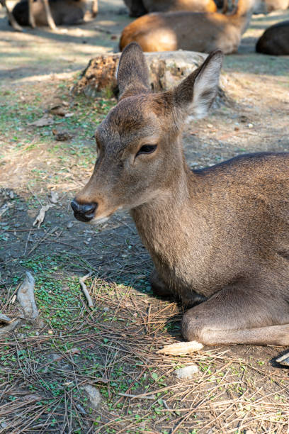 istock The deers at Nara Park in Japan 2189320917