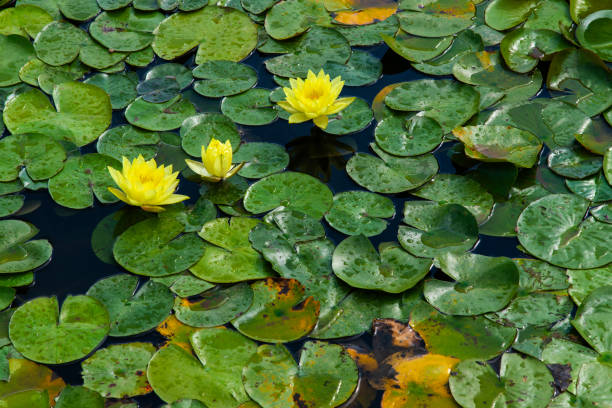 aquatic plant