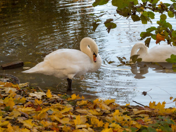 istock swans on the shore in autumn 2189328691