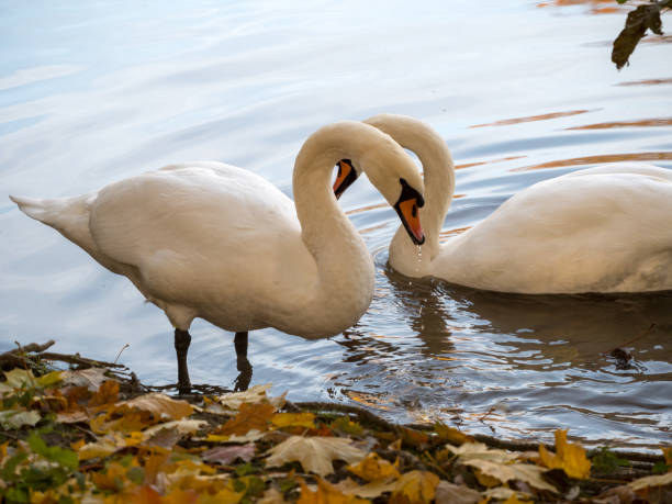 istock swans on the shore in autumn 2189328719