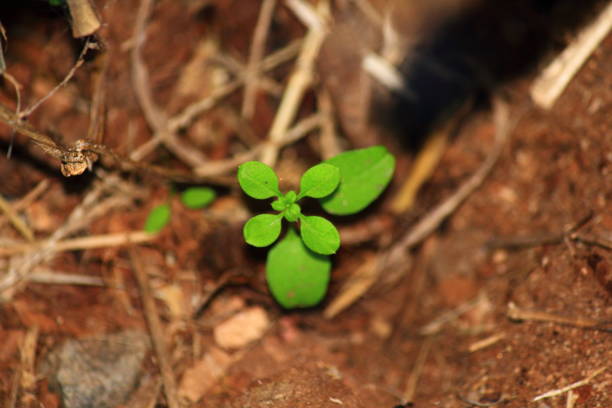 Vibrant green leaves. A single image that encapsulates the beauty of nature.
