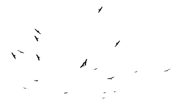 A flock of birds in flight isolated on a white background.