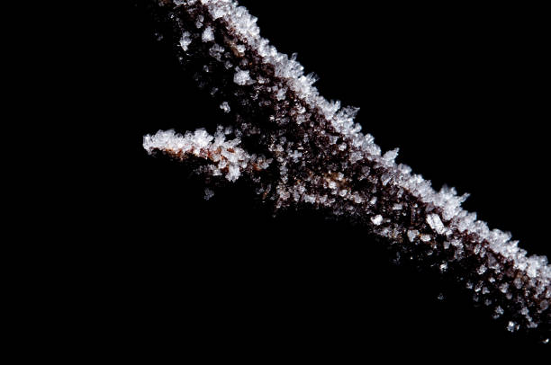 A branch covered in snow and ice. The branch is the only thing visible in the image. Scene is serene and peaceful, as the snow and ice create a calm and quiet atmosphere