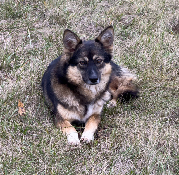 A dog is laying on the grass. The dog is brown and black. The dog is looking at the camera