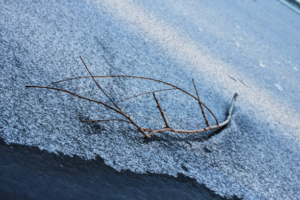 A big branch fallen on the ice in the winter