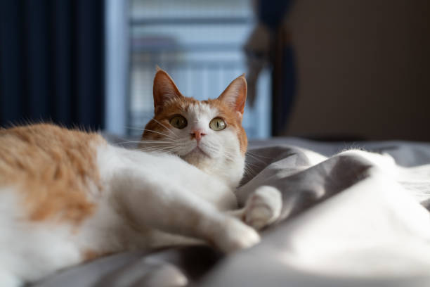 istock Cat relaxing in the room 2189331303