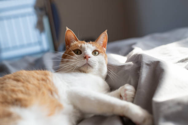 istock Cat relaxing in the room 2189331311