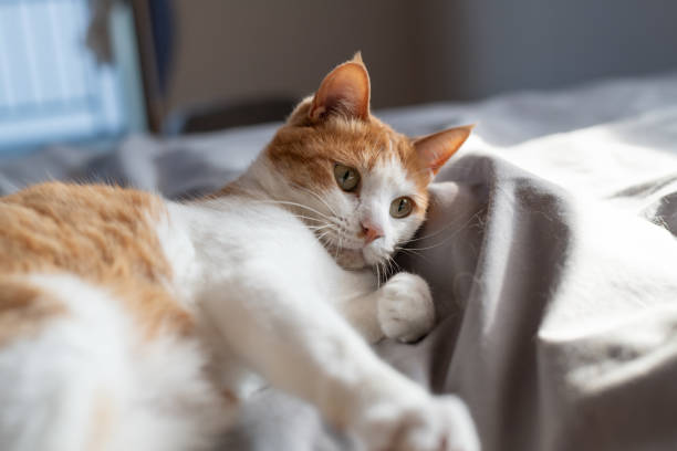 istock Cat relaxing in the room 2189331337