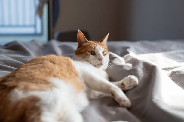 istock Cat relaxing in the room 2189331342