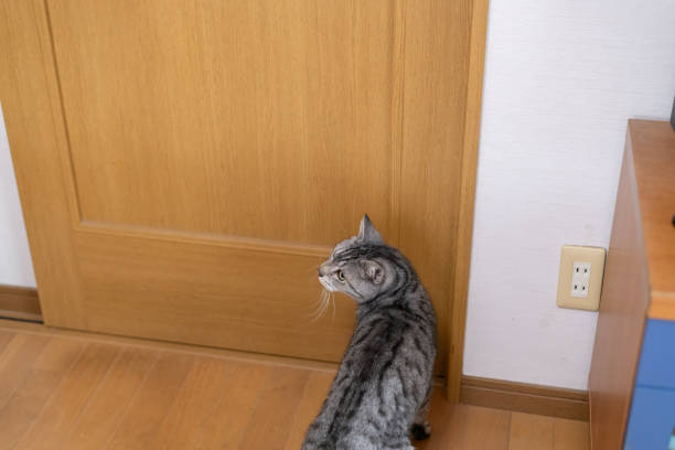 istock cat waiting in front of the door 2189332980