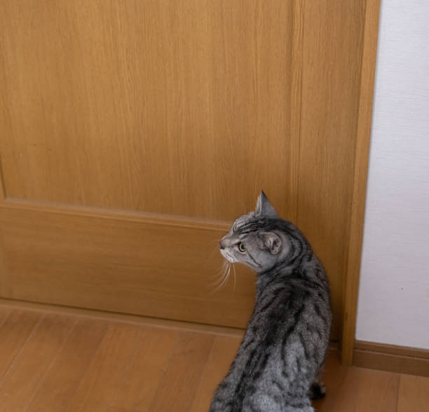 istock cat waiting in front of the door 2189332998