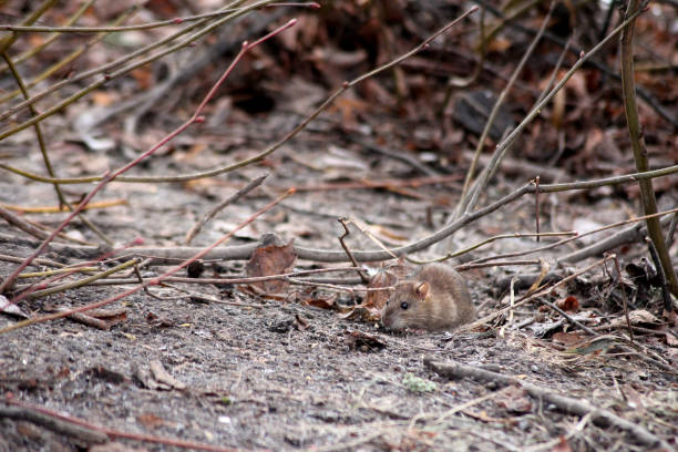A little rat out for an adventure