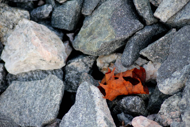 istock A fallen autumn leaf on bed of rocks 2189333188