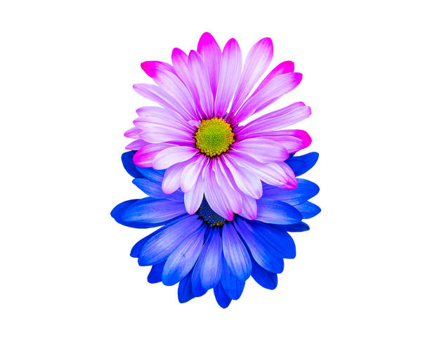 Close-up of a vivid Echinacea Purpurea daisy with pink petals and a yellow center, isolated against a soft green background. A colorful perennial ideal for summer garden landscapes
