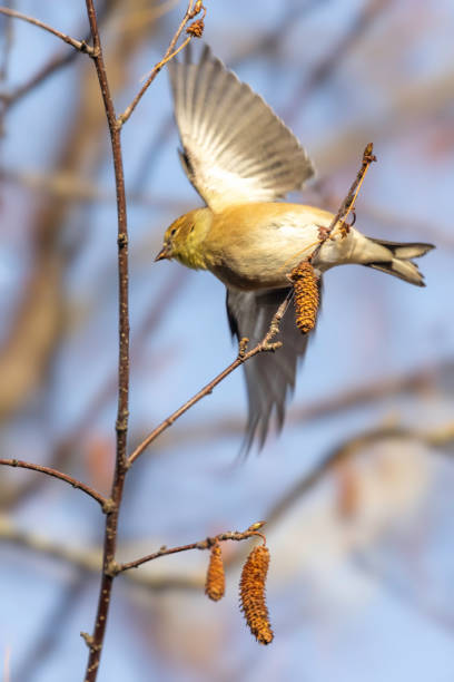 European goldfinch (Carduelis carduelis) perching on a dogrose.