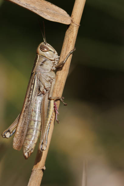 istock Grasshopper perched on a reed in El Hondo Natural Park 2189334735
