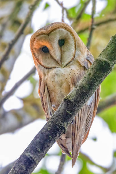Juvenile Barn Owl perched on a tree branch, Richmond, British Columbia, Canada