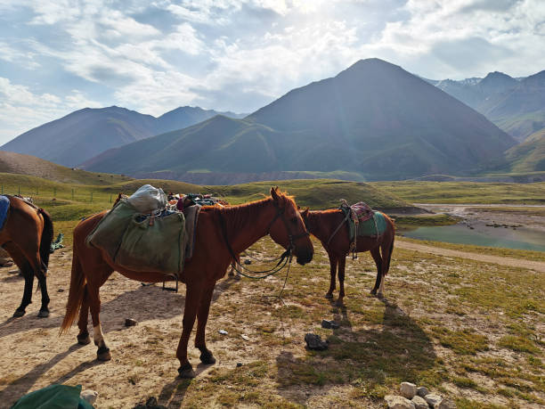 istock Two horses with saddlebags rest in a peaceful mountain valley under a bright sky and warm sun 2189335265