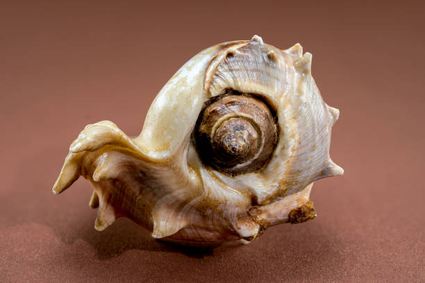 Image of lambis truncata sowerbyi sea shell on a white background. Sea shells. Undersea Animals.