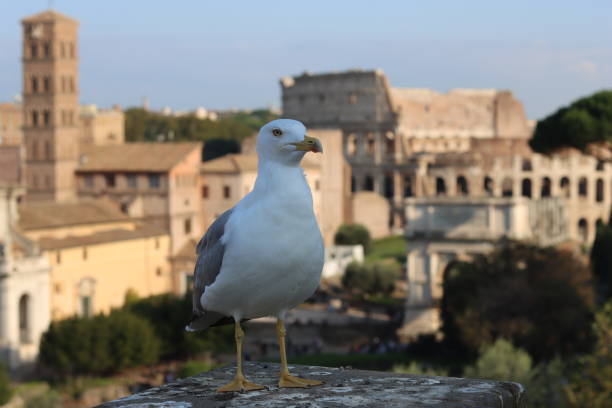 istock Seagull perched on a wall overlooking ancient buildings, Rome 2189337146