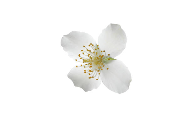 PNG, White jasmine flower, isolated on white background