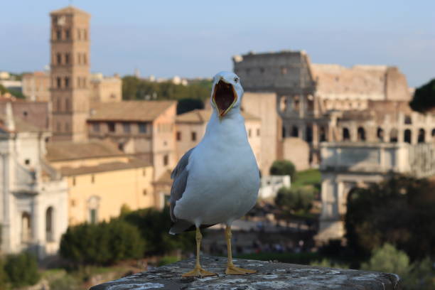 Seagull perched on a wall overlooking ancient buildings, Rome