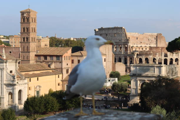 istock Seagull perched on a wall overlooking ancient buildings, Rome 2189337188