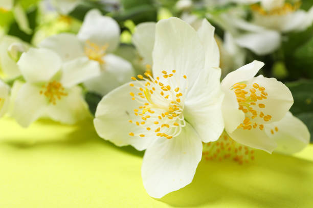 White jasmine flowers on yellow background, closeup