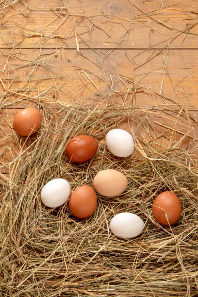 Fresh chicken eggs in the hay nest on a rustic wooden background.