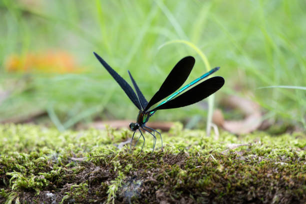 istock Atrocalopteryx atrata spreading its wings 2189337622