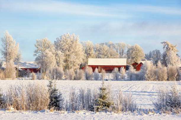 istock Red barns in a wintry rural landscape with frost and snow 2189339072