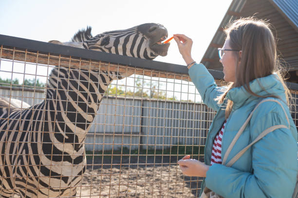 istock Woman Feeding Carrot to Zebra at Farm 2189341173