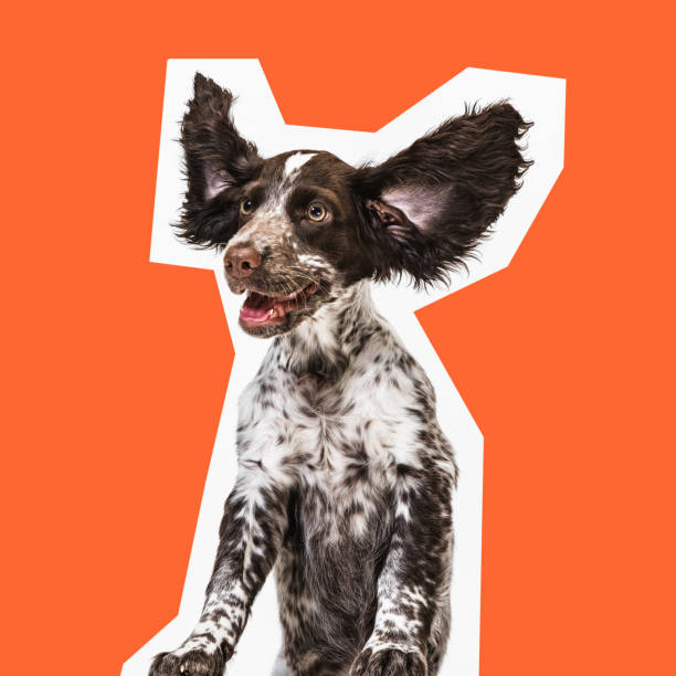 istock Purebred English springer spaniel dog with lifted up ears and cheerful muzzle expression, against orange background. 2189342588
