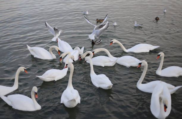 istock White swan on the water 2189344298