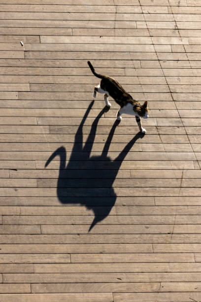 Stray cat on the street