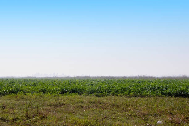 Summer farming area and blue sky with clouds