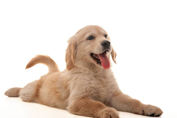 istock Golden retriever puppy on white 2189347502