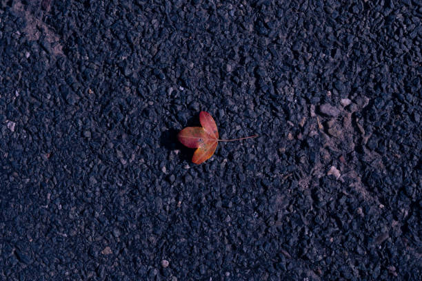 A lonely orange leaf lays on the asphalt