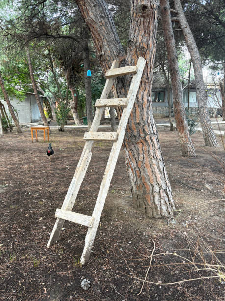 Willow tree and ladder