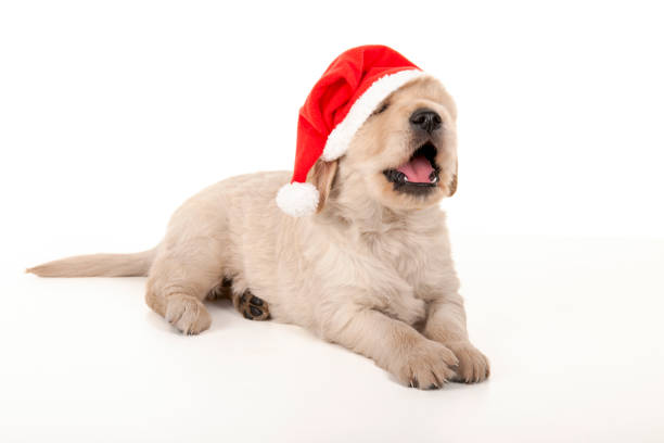 Golden retriever puppy on white with santa hat