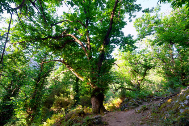 Mountain path to Fiuminale abandoned village in Upper Corsica department